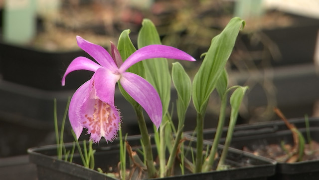 Phytesia, berceau mondial des orchidées vivaces