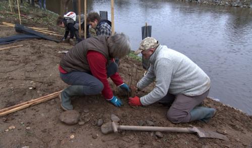Des arbres pour stabiliser les berges de la Vesdre