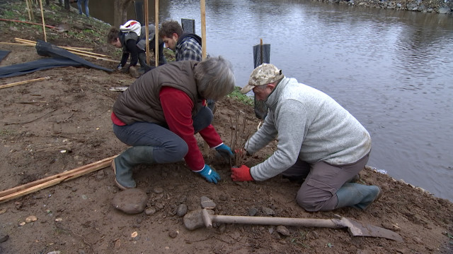 Des arbres pour stabiliser les berges de la Vesdre