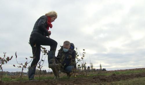 Près de 10 kilomètres de charmes à Crisnée