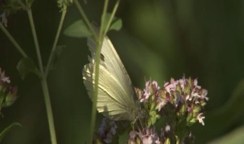 Recensement Natagora : qui papillonne dans nos jardins ?