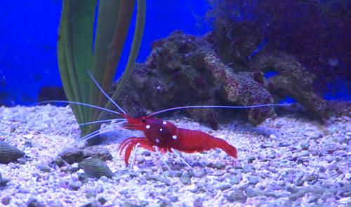 Réouverture de l'aquarium de Liège