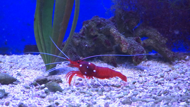 Réouverture de l'aquarium de Liège