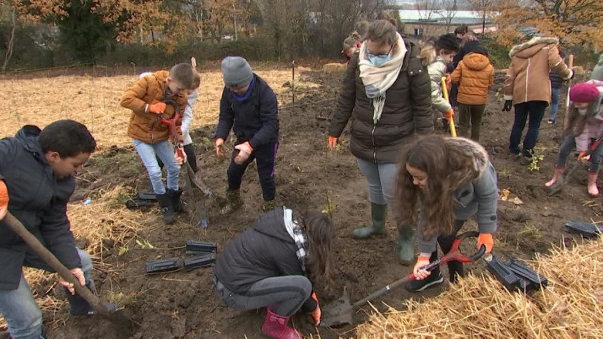 Restauration du Bois de Charlemagne