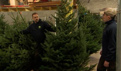 Sapins de Noël éco-responsables à Tilff