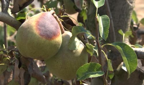 La sécheresse se paie la poire des producteurs