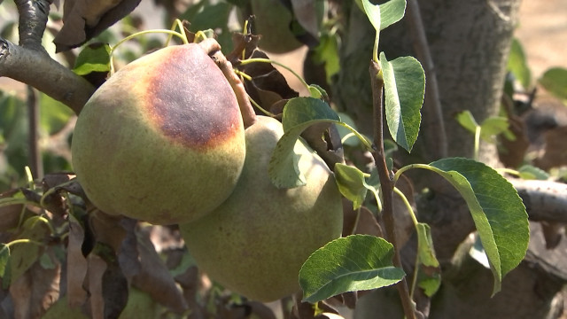 La sécheresse se paie la poire des producteurs