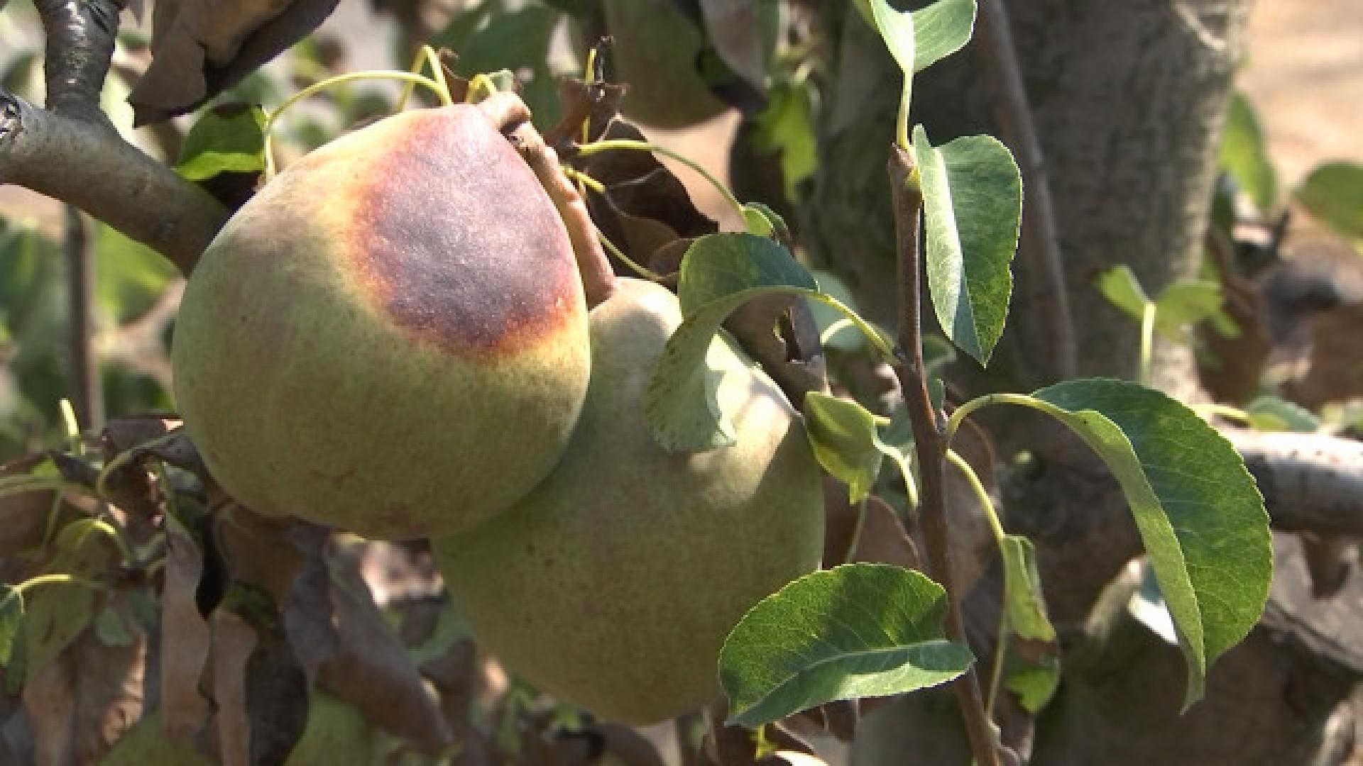 La sécheresse se paie la poire des producteurs