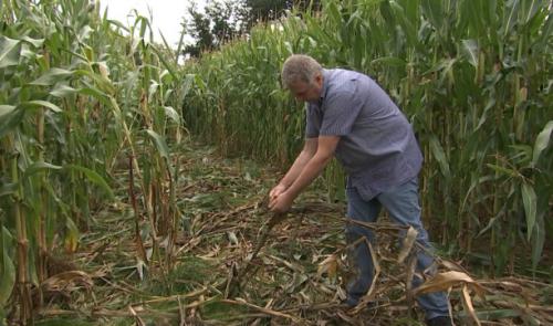 Sprimont: les sangliers ont ravagé des cultures de maÍ¯s