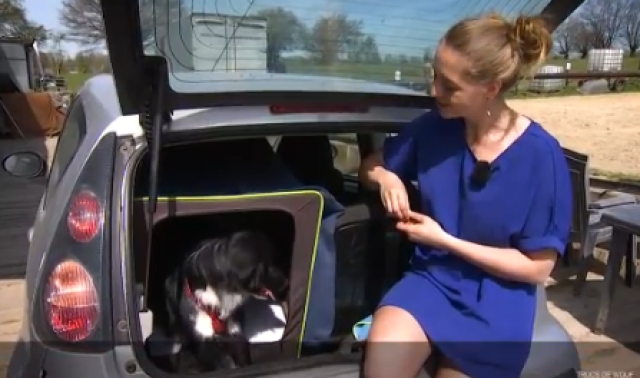 Calmer l'excitation d'un chien en voiture