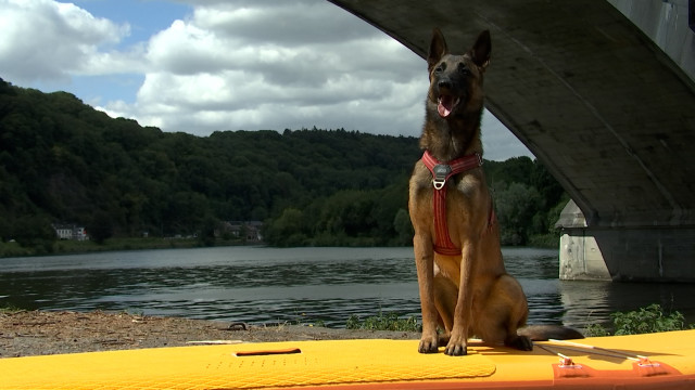 Le cani-paddle