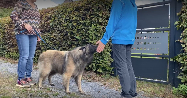 Le consentement canin