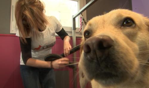 Juprelle: Un salon de beauté pour chien qui vient à domicile