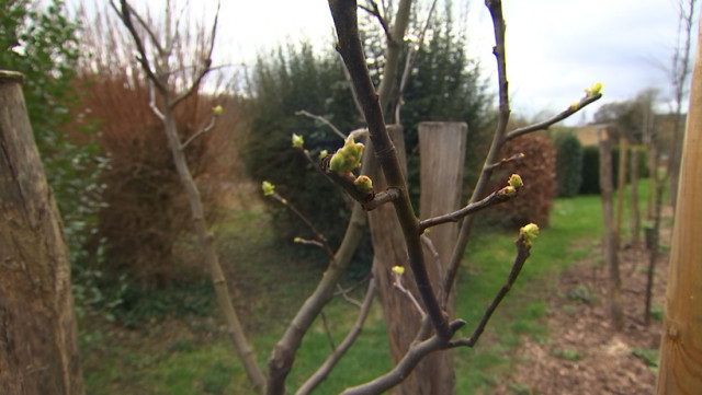 Le potager face à la douceur de l'hiver