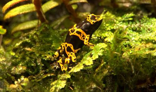 Un peu d'Amazonie à l'Aquarium de Liège