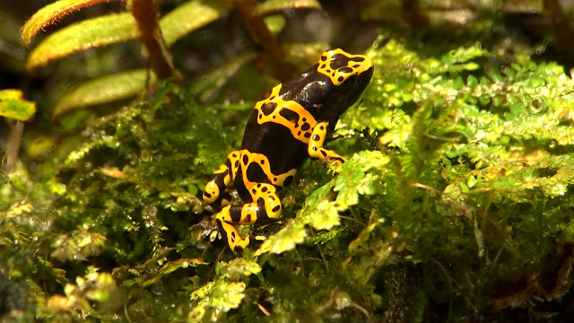 Un peu d'Amazonie à l'Aquarium de Liège