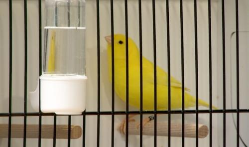 Une exposition de canaris haute en couleurs!