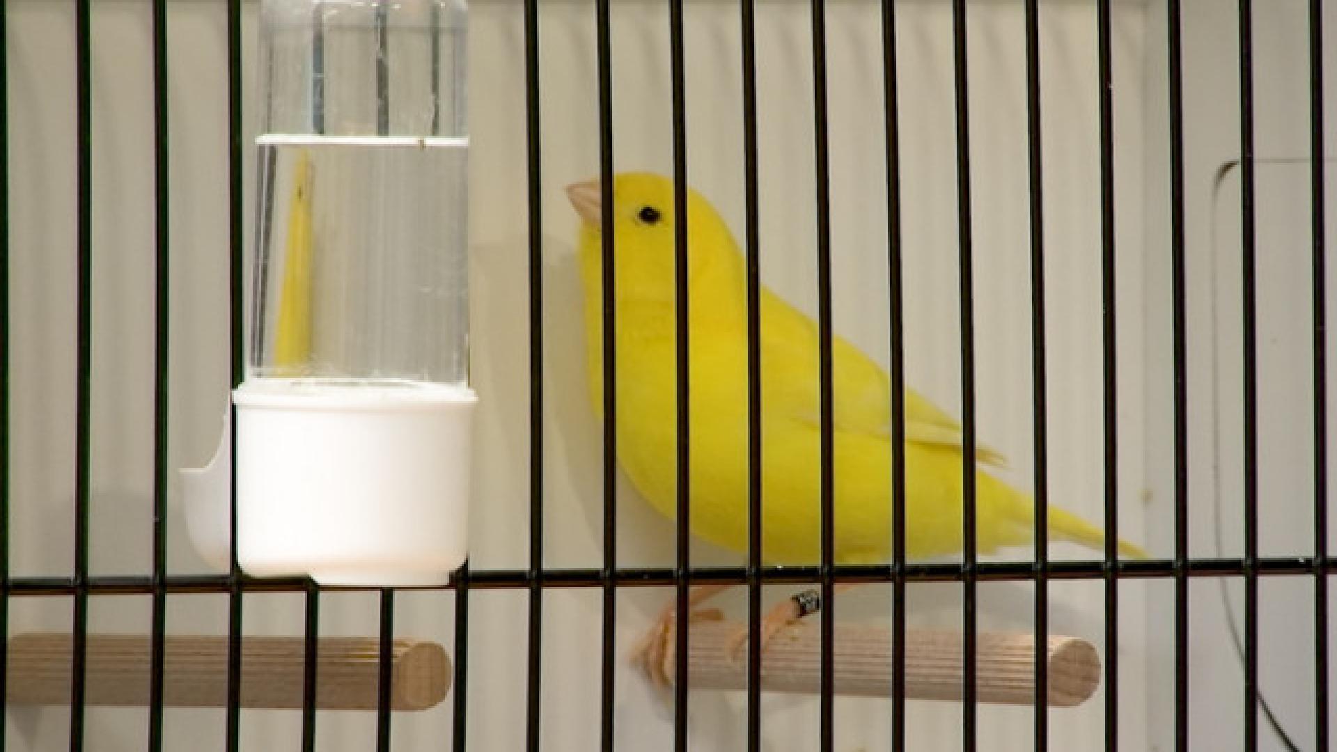 Une exposition de canaris haute en couleurs!