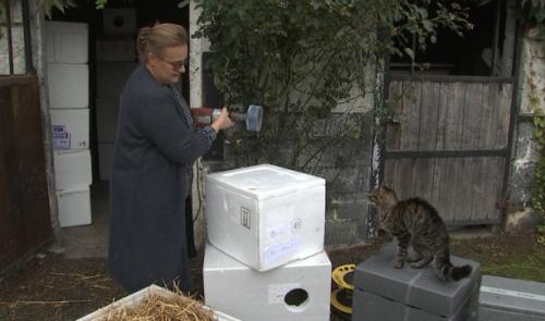 Une ferme à chats à Hermalle-sous-Huy pour Poils et Moustaches