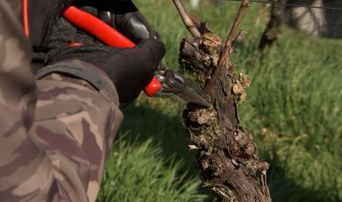 Une formation de taille au vignoble de la province de Liège