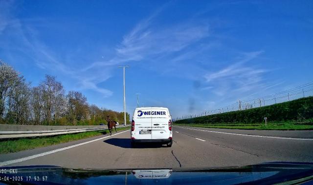 Deux chevaux en liberté provoquent un accident à Remicourt, sur l'autoroute E40 vers Liège