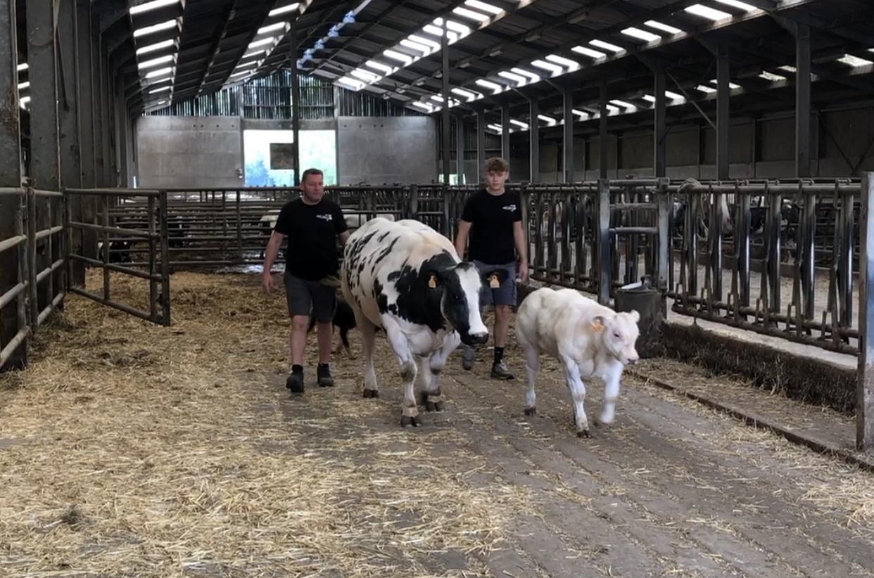 La meilleure viande blanc bleu belge vient de Les Waleffes
