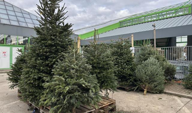 Noël avant l’heure : les sapins se vendent de plus en plus tôt
