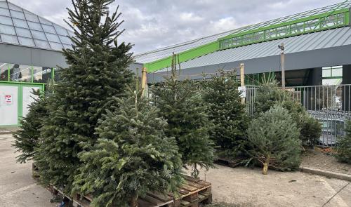 Noël avant l’heure : les sapins se vendent de plus en plus tôt