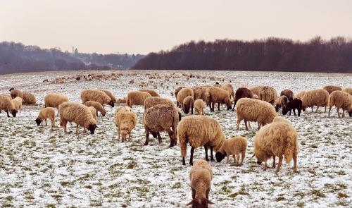 Huy : bien-être des animaux en prairies en période hivernale