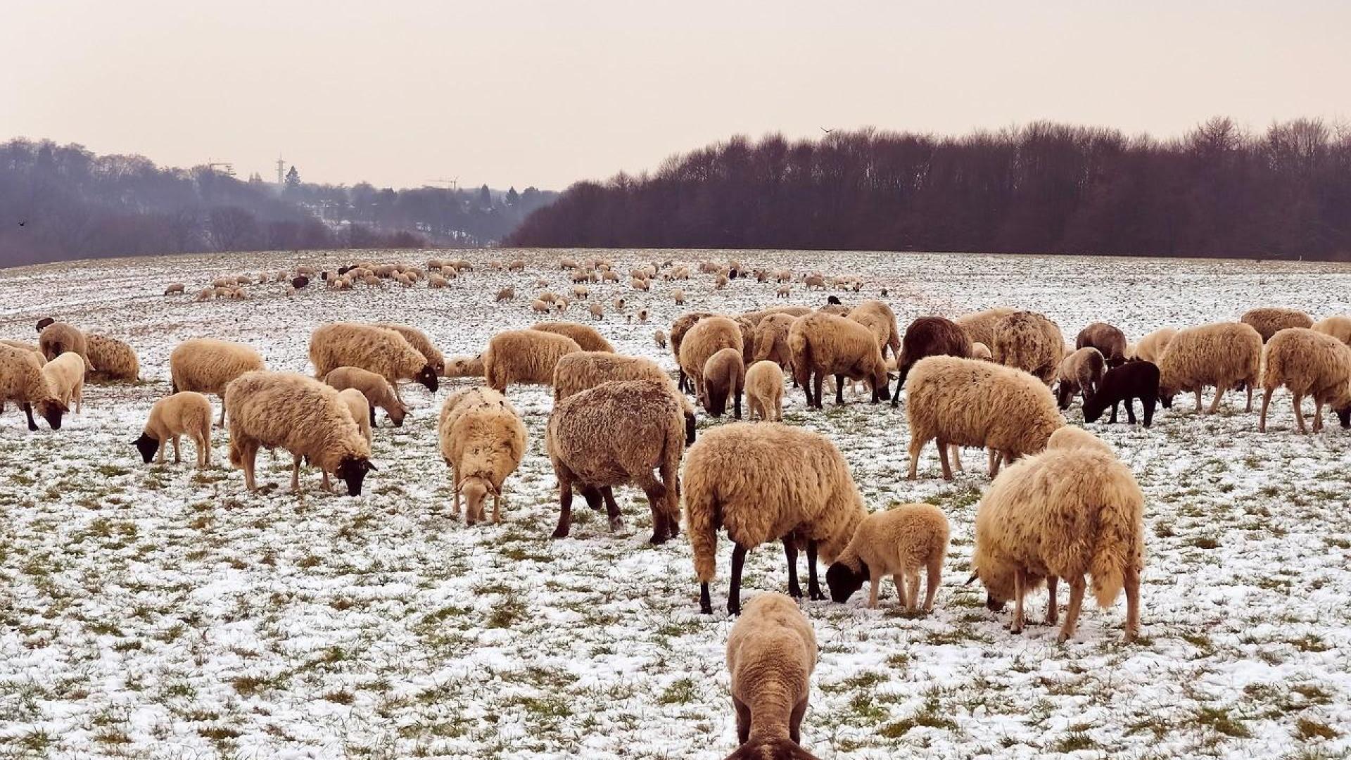 Huy : bien-être des animaux en prairies en période hivernale