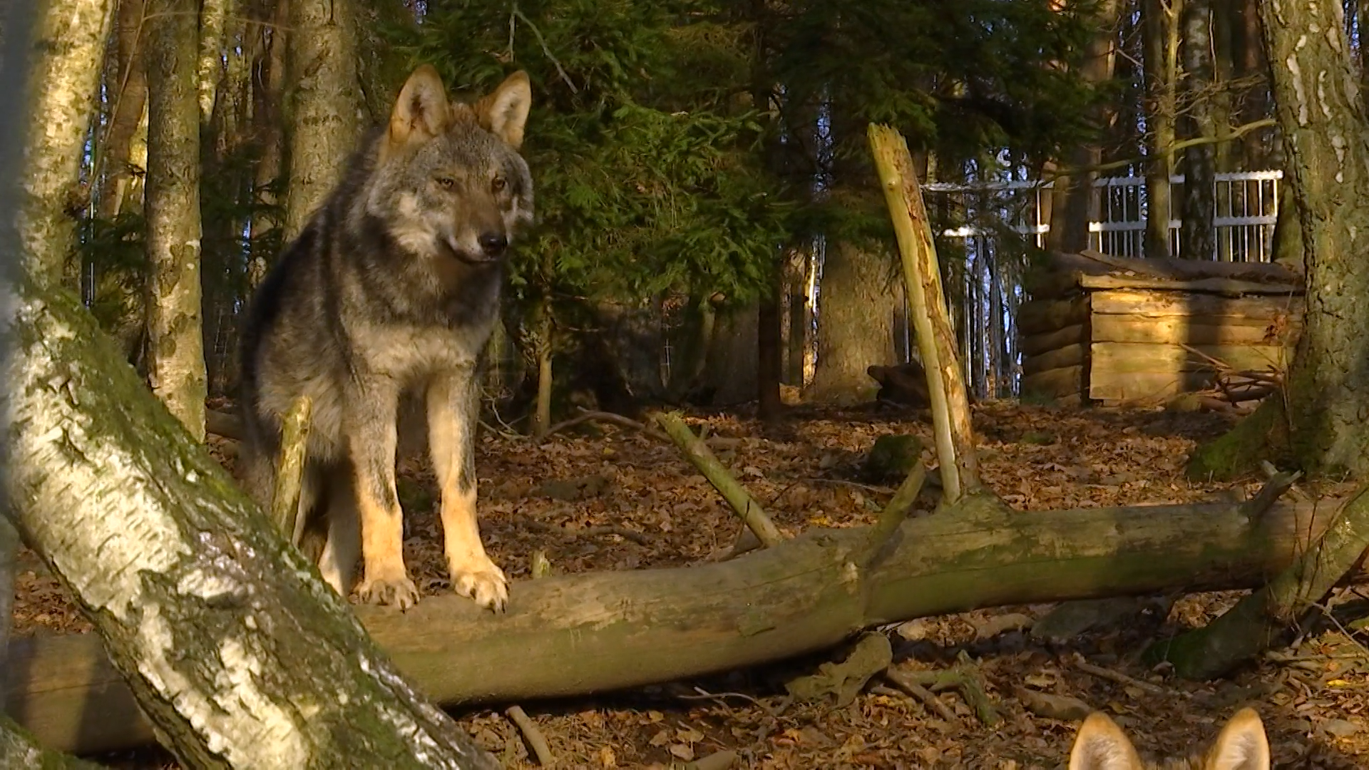 Une attaque de loup à Héron : quatre moutons tués