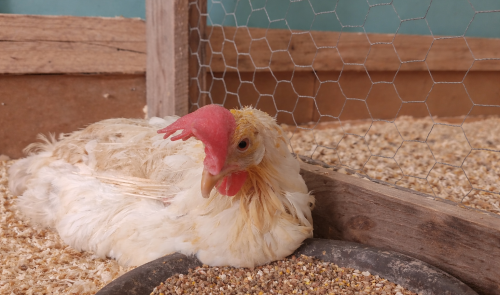 80.000 poules à adopter à Hannut