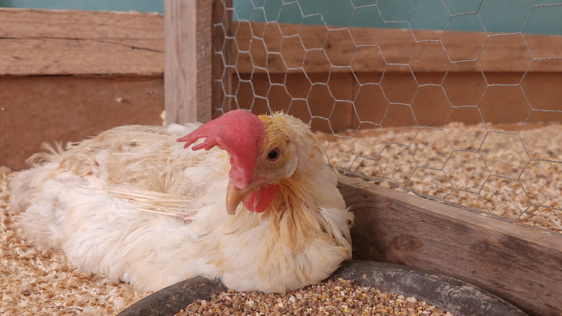 80.000 poules à adopter à Hannut