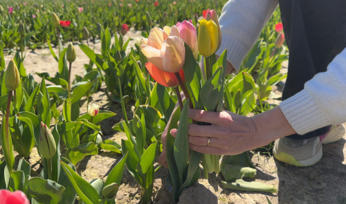 Les champs de tulipes en libre-service font le plein en région liégeoise