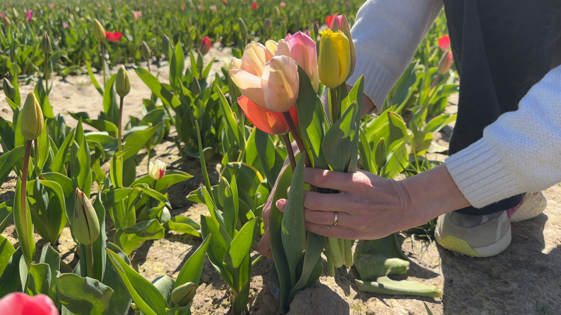 Les champs de tulipes en libre-service font le plein en région liégeoise