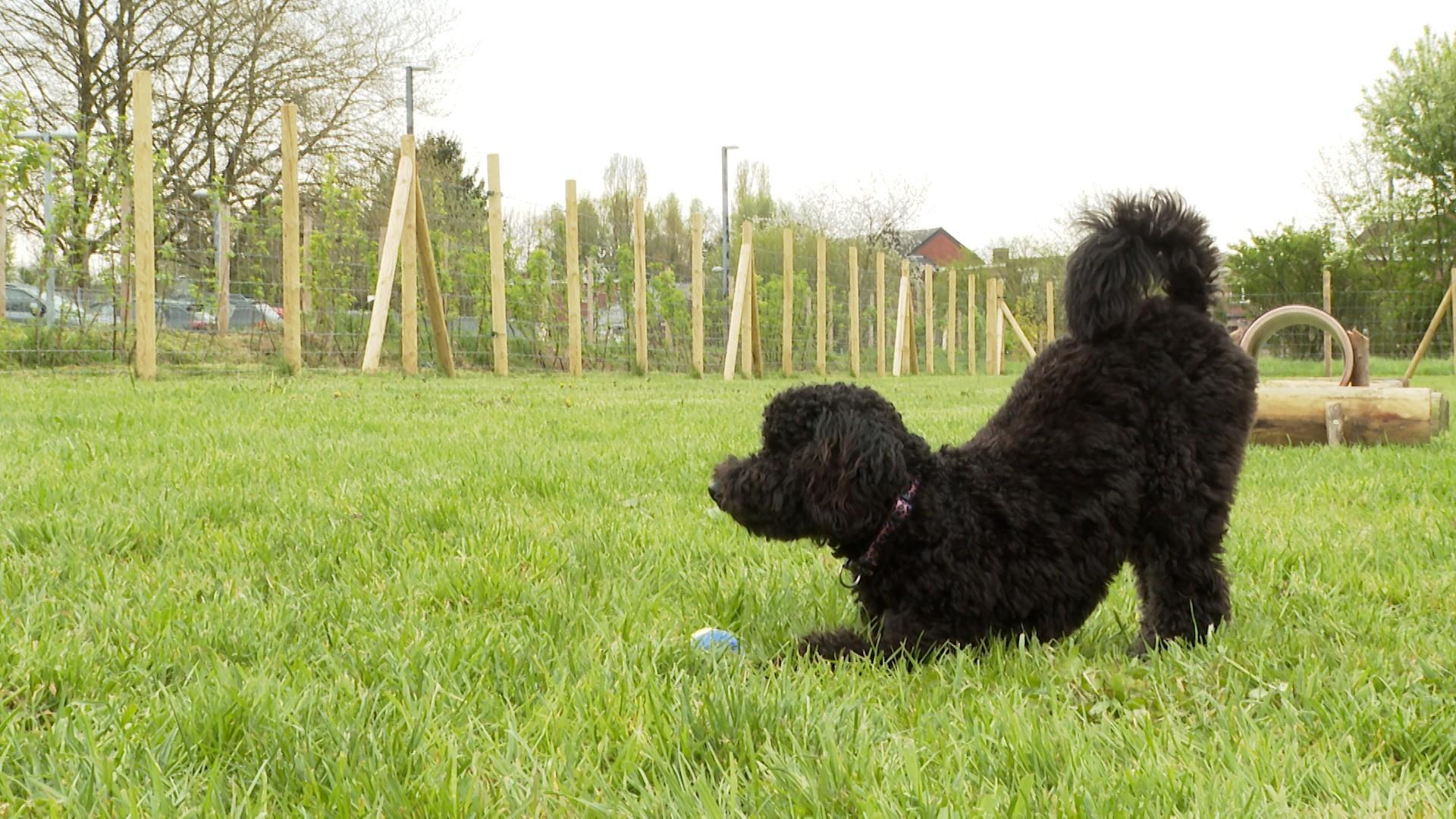 Nouveau parc canin à Retinne