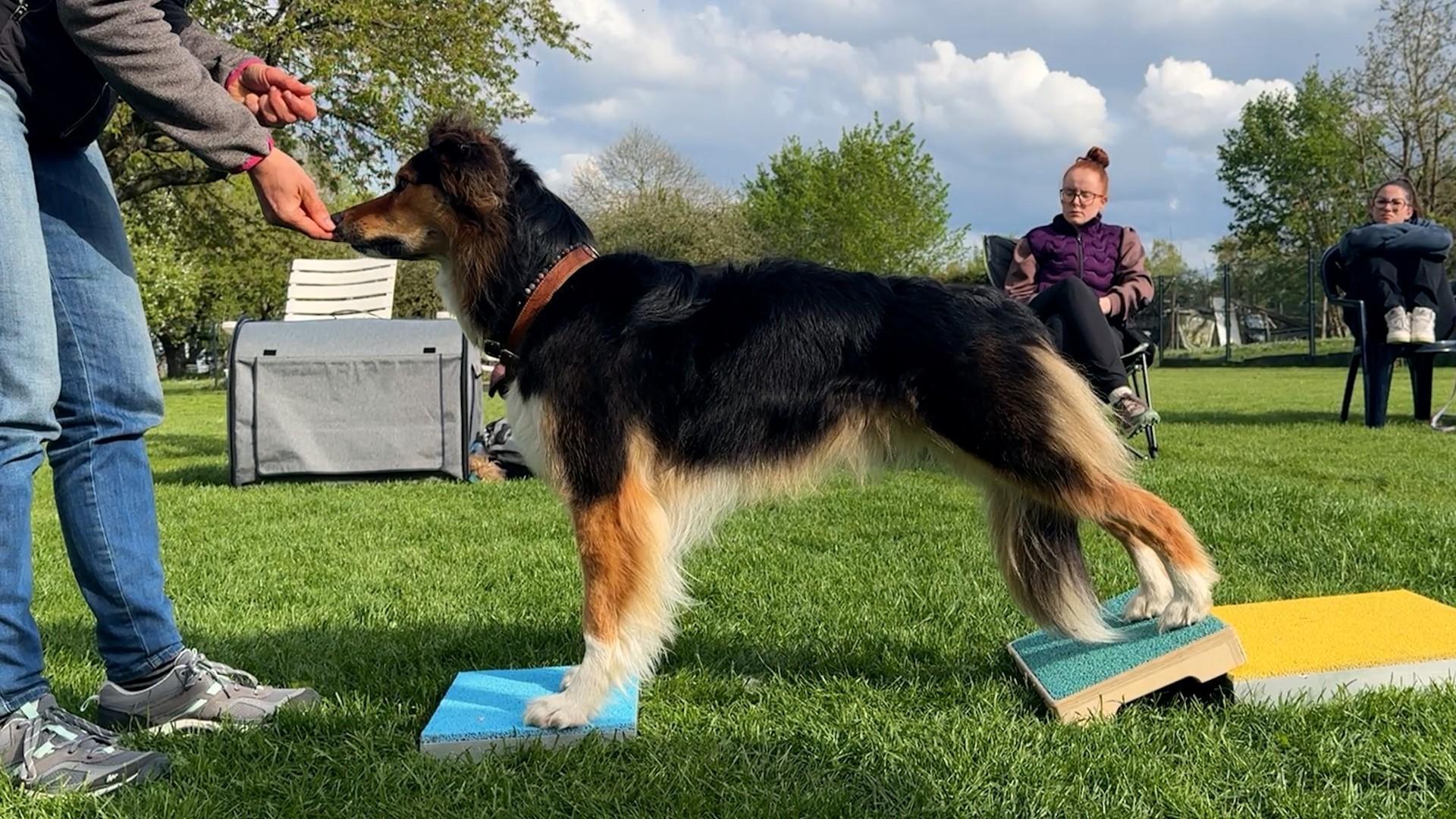 Le fitness canin