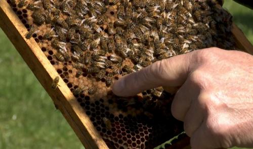 Wanze : Élevage de la Reine des abeilles