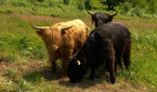 Des vaches Highland sur la Lande de Streupas.