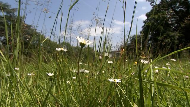 "En mai, tonte à l'arrêt": Quels avantages ?