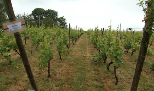 À Flémalle, on apprendra bientôt à devenir vigneron