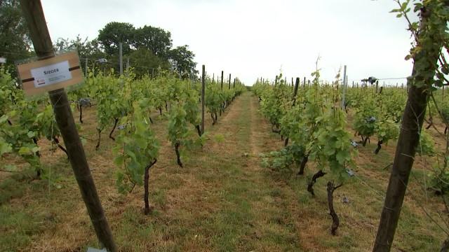 À Flémalle, on apprendra bientôt à devenir vigneron