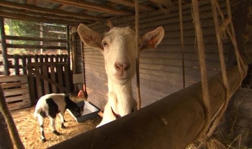 "La ferme des enfants" de Liège lance un appel à la solidarité