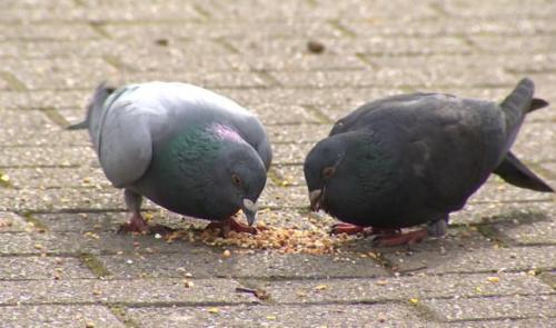  Seraing: nourriture contraceptive pour les pigeons 