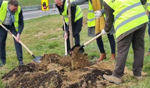 100.000 arbres le long des routes wallonnes 
