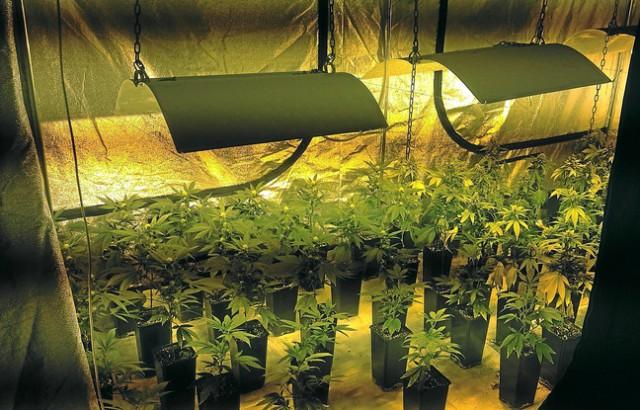 Importante saisie de plants de cannabis aux Hauts-Sarts