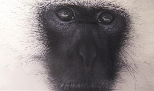 Travel Gallery : les photos animalières de Tom D. Jones
