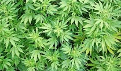 Démantèlement d'une culture de cannabis à Herstal