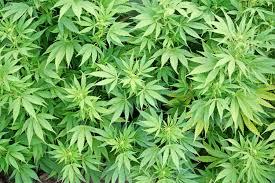 Démantèlement d'une culture de cannabis à Herstal