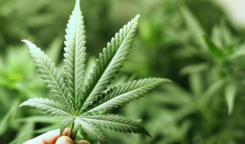 954 plants de cannabis saisis à Grâce-Hollogne